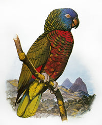 St. Lucia Amazon Parrot Fine Art Print by William T. Cooper