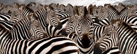 Herd of Zebras Photo Print by Panoramic Images (30x12)
