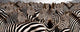 Herd of Zebras Photo Print by Panoramic Images (30x12)