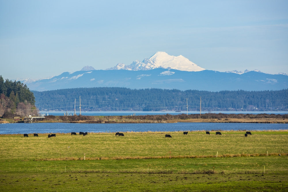 Whidbey Island Landscape Poster Print by Jolly Sienda