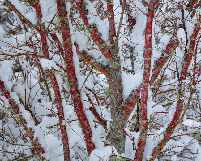 Snow-Covered Coral Bark Japanese Maple Tree Fine Art Print by Jaynes Gallery