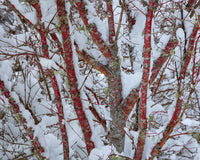 Snow-Covered Coral Bark Japanese Maple Tree Fine Art Print by Jaynes Gallery