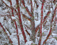 Snow-Covered Coral Bark Japanese Maple Tree Fine Art Print by Jaynes Gallery