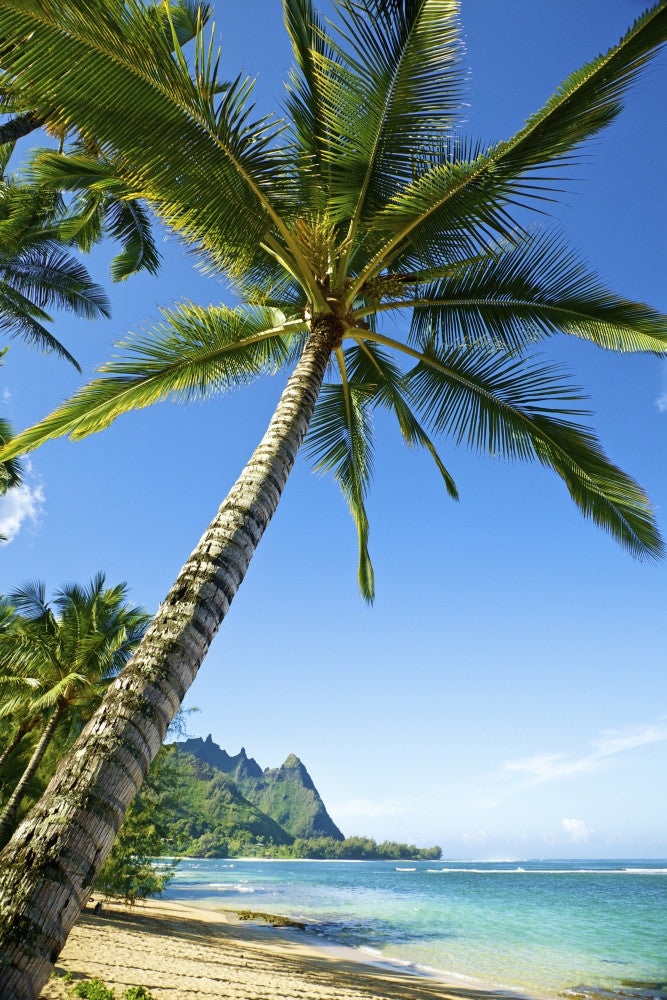 Hawaii Kauai Tunnel's Beach Palm Tree Fine Art Print by Kicka Witte