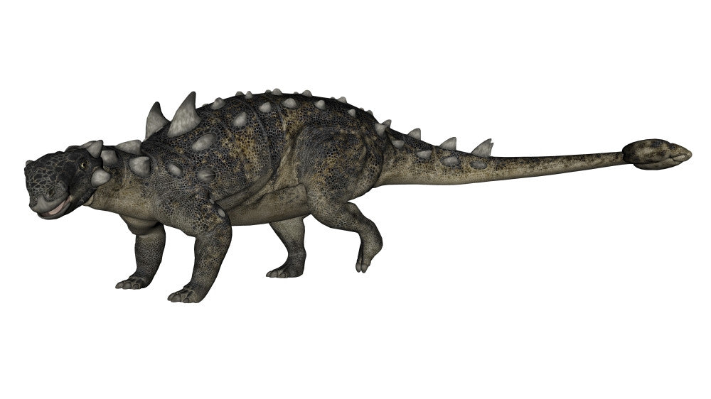 Euoplocephalus Dinosaur Fine Art Print on White Background