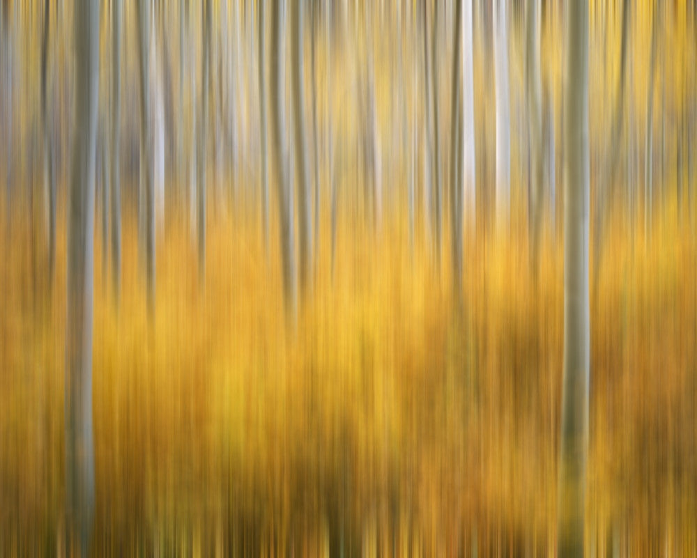 Aspen Tree Abstract Fine Art Print - San Juan Mountains by Jaynes Gallery