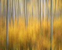 Aspen Tree Abstract Fine Art Print - San Juan Mountains by Jaynes Gallery