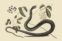Black Snake Fine Art Print by Catesby Catesby