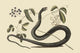 Black Snake Fine Art Print by Catesby Catesby