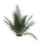 Onychiopsis Prehistoric Fern Poster Print - Isolated Art