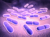 Microscopic View of Listeria Monocytogenes Fine Art Print