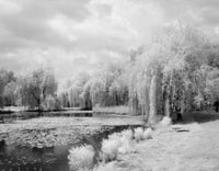 Slocum's Water Garden Fine Art Print - Binghamton, NY
