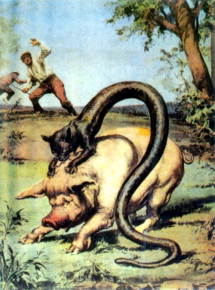 Tatzelwurm Legendary Creature Fine Art Print by Science Source