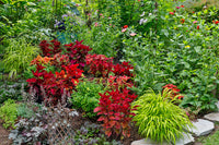 Summer Flowers and Coleus Plants Fine Art Print by Darrell Gulin