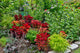 Summer Flowers and Coleus Plants Fine Art Print by Darrell Gulin