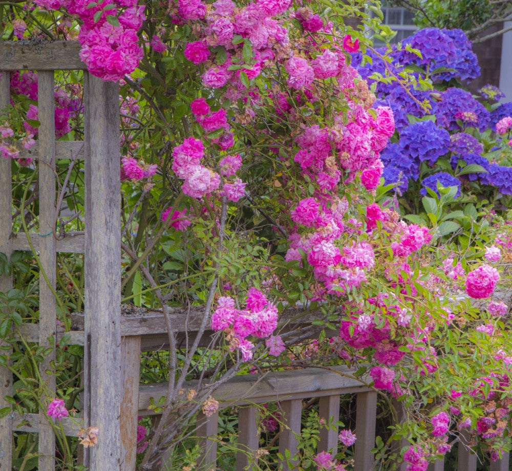 Wooden Fence and Arbor with Climbing Pink Rose Fine Art Print by Sylvia Gulin