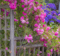 Wooden Fence and Arbor with Climbing Pink Rose Fine Art Print by Sylvia Gulin