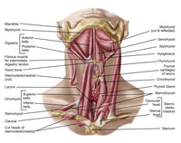 Anatomy of Human Hyoid Bone and Muscles Fine Art Print - Anterior View