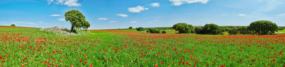 Panoramic View of Poppy Flowers Field in Cuenca, Spain Fine Art Print by Panoramic Images