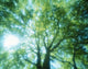 Selective Focus Trees in Forest Fine Art Print by Panoramic Images