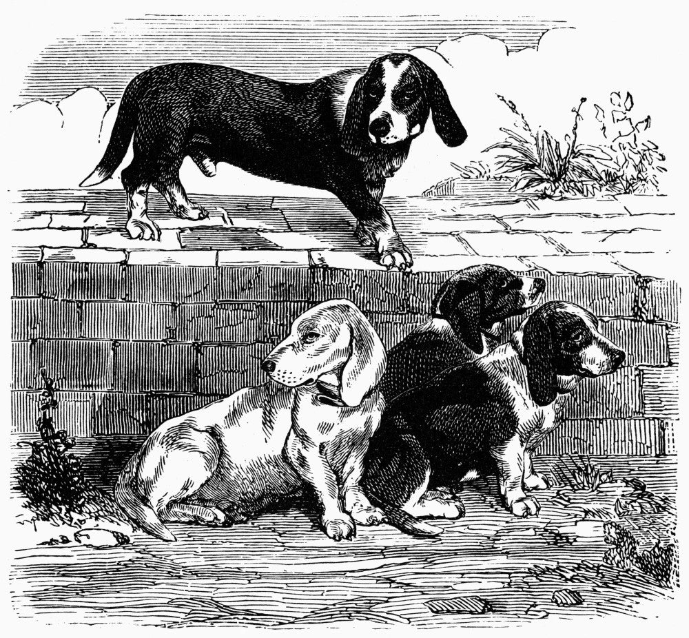 Turnspit Dogs 19th Century Line Engraving Poster Print by Granger Collection