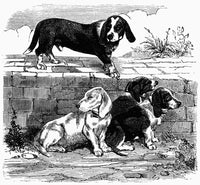Turnspit Dogs 19th Century Line Engraving Poster Print by Granger Collection