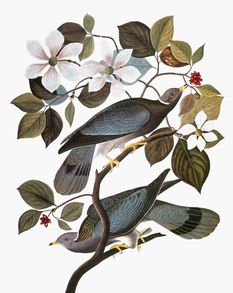 Audubon Band-Tailed Pigeon Fine Art Print from 'The Birds of America'