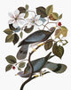 Audubon Band-Tailed Pigeon Fine Art Print from 'The Birds of America'