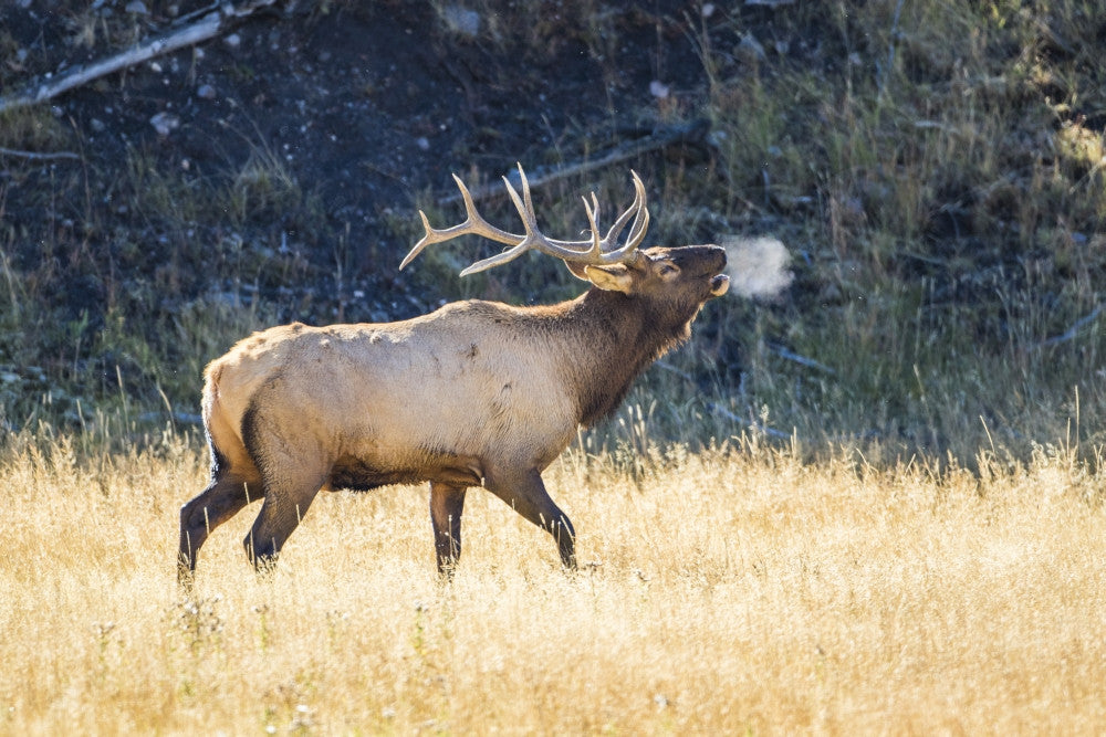 Bull Elk Bugling in Autumn at Yellowstone National Park Fine Art Print by Elizabeth Boehm