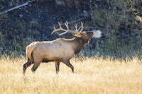 Bull Elk Bugling in Autumn at Yellowstone National Park Fine Art Print by Elizabeth Boehm