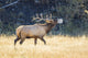 Bull Elk Bugling in Autumn at Yellowstone National Park Fine Art Print by Elizabeth Boehm