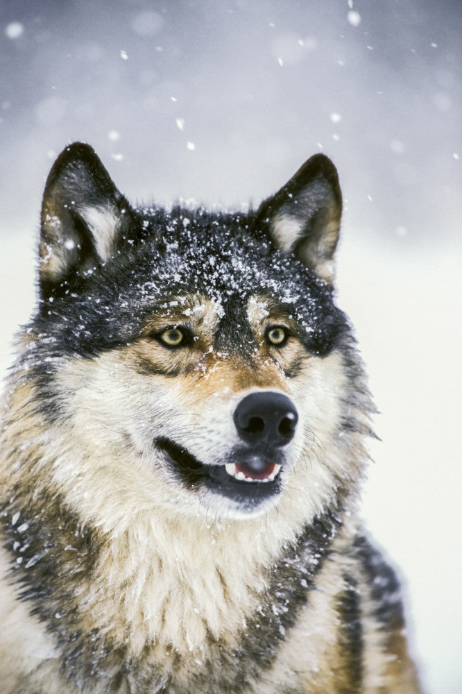 Wolf Portrait Captive Winter Fine Art Print by Tom Soucek
