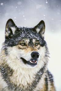 Wolf Portrait Captive Winter Fine Art Print by Tom Soucek