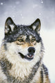 Wolf Portrait Captive Winter Fine Art Print by Tom Soucek