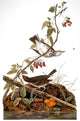 Audubon Ovenbird Fine Art Print - Golden-Crowned Thrush