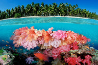 Tropical Coral Reef Fine Art Print - Fiji Pacific Ocean by VWPics