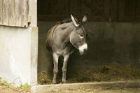 Fall City, WA Donkey in Shelter Fine Art Print by Janet Horton