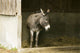 Fall City, WA Donkey in Shelter Fine Art Print by Janet Horton