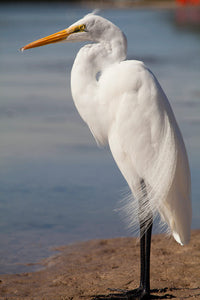 Great Egret Fine Art Print by Kristin Piljay - Tigertail Beach