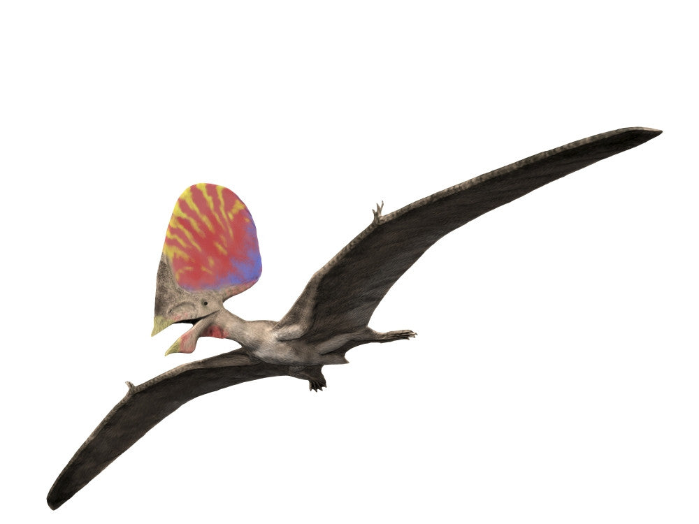 Tupandactylus Pterosaur Fine Art Print by Nobumichi Tamura