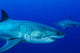 Pair of Male Great White Sharks Fine Art Print by Todd Winner