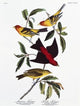 Louisiana Tanager and Scarlet Tanager Lithograph Print by John James Audubon