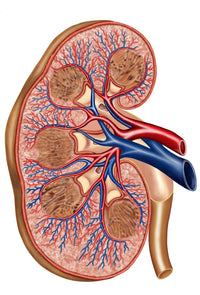 Cross Section of Kidney Anatomy Fine Art Print - StockTrek Images