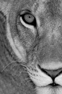 Lioness Close-Up Tanzania Africa Fine Art Print by Panoramic Images