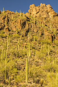 Sonoran Desert Landscape Poster Print by Jaynes Gallery