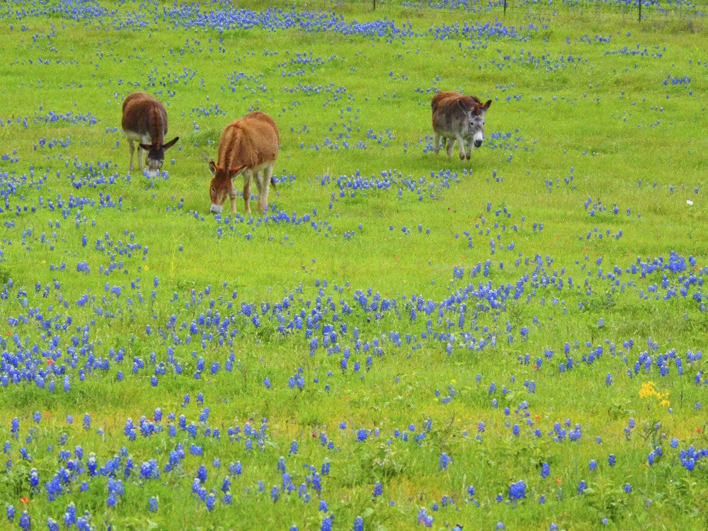 Donkey in a Field of Bluebonnets Fine Art Print by Sylvia Gulin