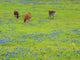 Donkey in a Field of Bluebonnets Fine Art Print by Sylvia Gulin
