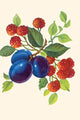 Vintage Fruit Decals Fine Art Print - Trio of Plums and Raspberries
