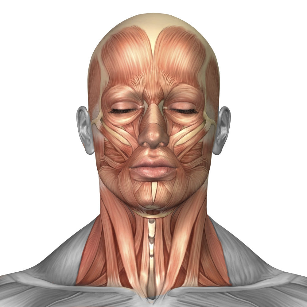 Anatomy of Human Face and Neck Muscles Poster Print - Front View
