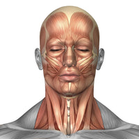 Anatomy of Human Face and Neck Muscles Poster Print - Front View